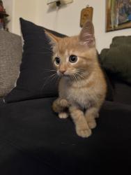 Found/Stray Unknown Cat last seen West queens lane, Philadelphia, PA 19144
