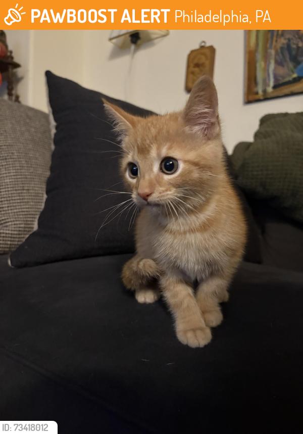 Found/Stray Unknown Cat last seen West queens lane, Philadelphia, PA 19144