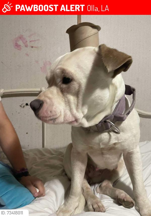 Lost Female Dog last seen Mixon Road, Olla, LA 71465