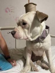 Lost Female Dog last seen Mixon Road, Olla, LA 71465