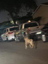 Found/Stray Unknown Dog last seen Telegraph and Rosemead, Pico Rivera, CA 90660