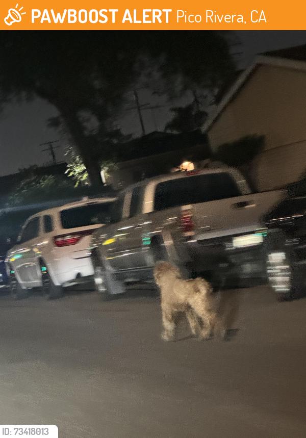Found/Stray Unknown Dog last seen Telegraph and Rosemead, Pico Rivera, CA 90660