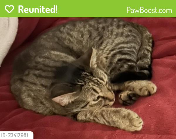Reunited Male Cat last seen Simms Drive and Byrd Road, North Kensington, MD 20895