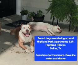 Found/Stray Male Dog last seen Bonnie View & Highland Hills across from the library, Dallas, TX 75241
