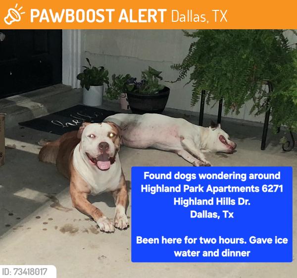 Found/Stray Male Dog last seen Bonnie View & Highland Hills across from the library, Dallas, TX 75241