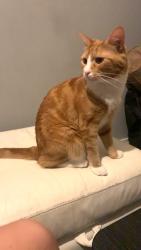Reunited Male Cat last seen Fairburn close, Southend-on-Sea, England 