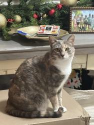 Lost Female Cat last seen Jefferson Woods, Rural Hall, Rural Hall, NC 27045