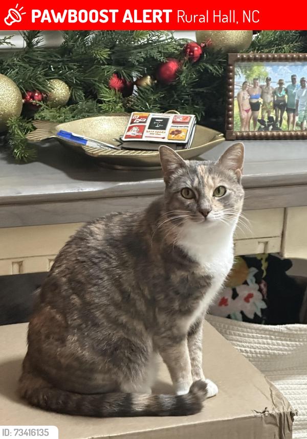 Lost Female Cat last seen Jefferson Woods, Rural Hall, Rural Hall, NC 27045