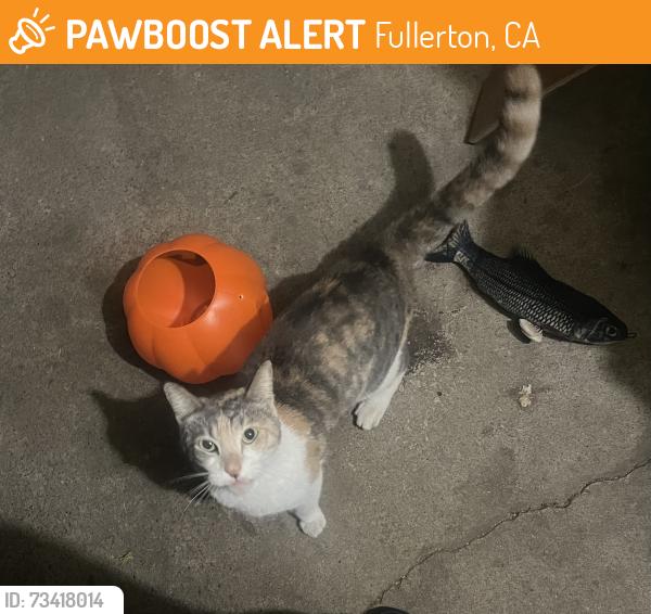 Found/Stray Female Cat last seen State College Blvd & Commonwealth Ave., Fullerton, CA 92831