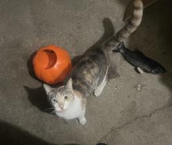Found/Stray Female Cat last seen State College Blvd & Commonwealth Ave., Fullerton, CA 92831