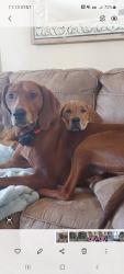 Reunited Female Dog last seen Highland Road, Gainesville, GA 30506