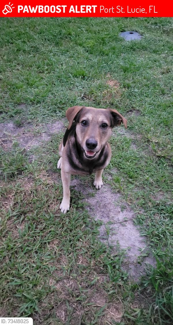 Lost Male Dog last seen Floresta and damask ave, Port St. Lucie, FL 34983