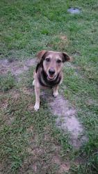 Lost Male Dog last seen Floresta and damask ave, Port St. Lucie, FL 34983