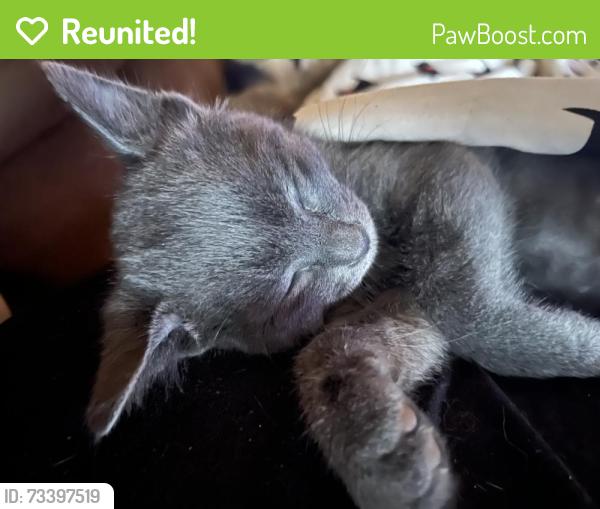 Reunited Male Cat last seen WILMARTH rd, Stockton, CA 95215