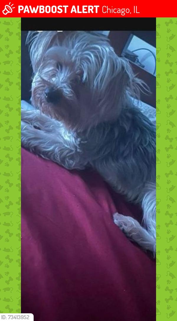 Lost Male Dog last seen W Lexington Street and south kedzie ave, Chicago, IL 60612