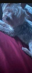 Lost Male Dog last seen W Lexington Street and south kedzie ave, Chicago, IL 60612