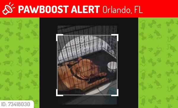 Lost Male Dog last seen S rio grande ave, Orlando, FL 32805