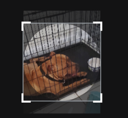 Lost Male Dog last seen S rio grande ave, Orlando, FL 32805
