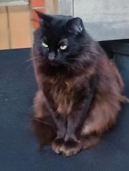 Lost Male Cat last seen Stuart Street & Hellyer Street, Noble Park, VIC 3174