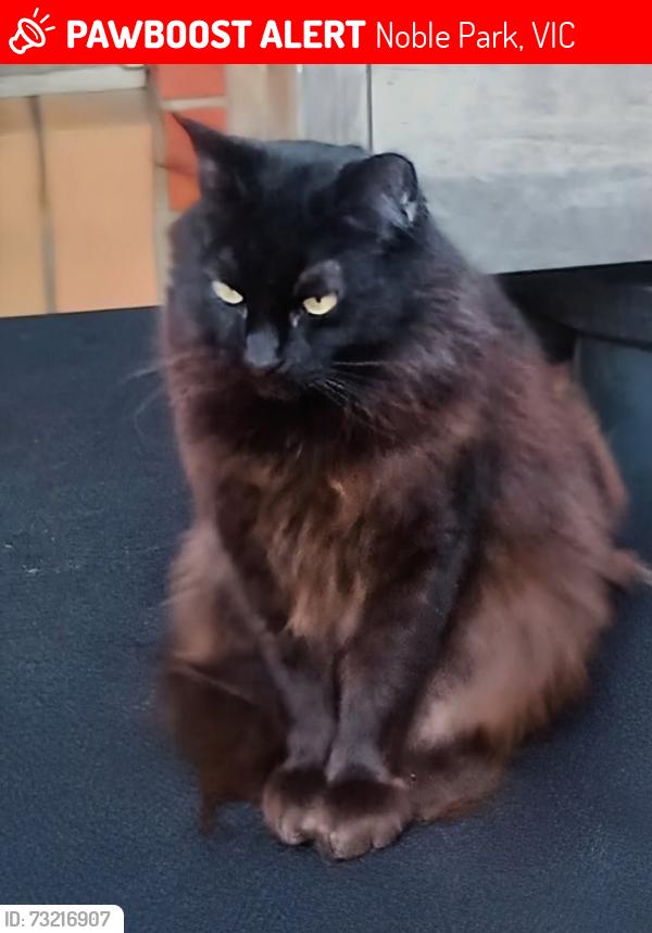 Lost Male Cat last seen Stuart Street & Hellyer Street, Noble Park, VIC 3174