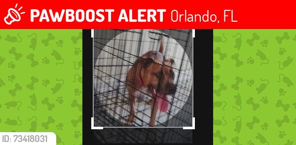 Lost Female Dog last seen S rio grande ave, Orlando, FL 32805
