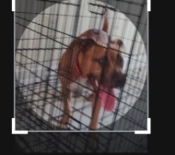 Lost Female Dog last seen S rio grande ave, Orlando, FL 32805