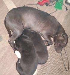Lost Female Dog last seen 62nd Street Bangor MI, Bangor, MI 49013