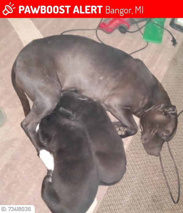 Lost Female Dog last seen 62nd Street Bangor MI, Bangor, MI 49013