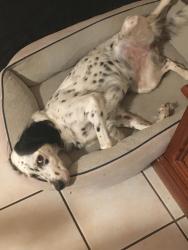 Lost Female Dog last seen Near Balmforth Avenue Danbury CT, Danbury, CT 06810