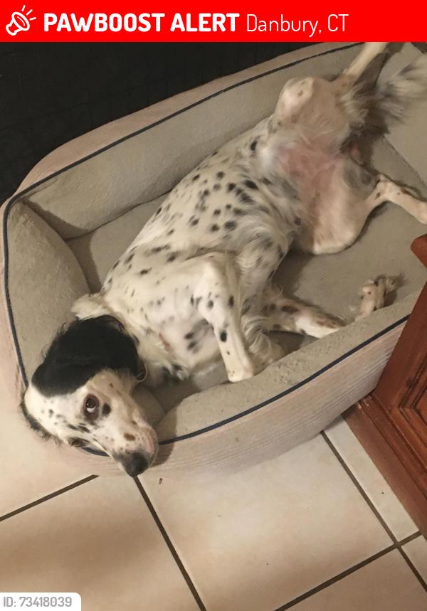 Lost Female Dog last seen Near Balmforth Avenue Danbury CT, Danbury, CT 06810
