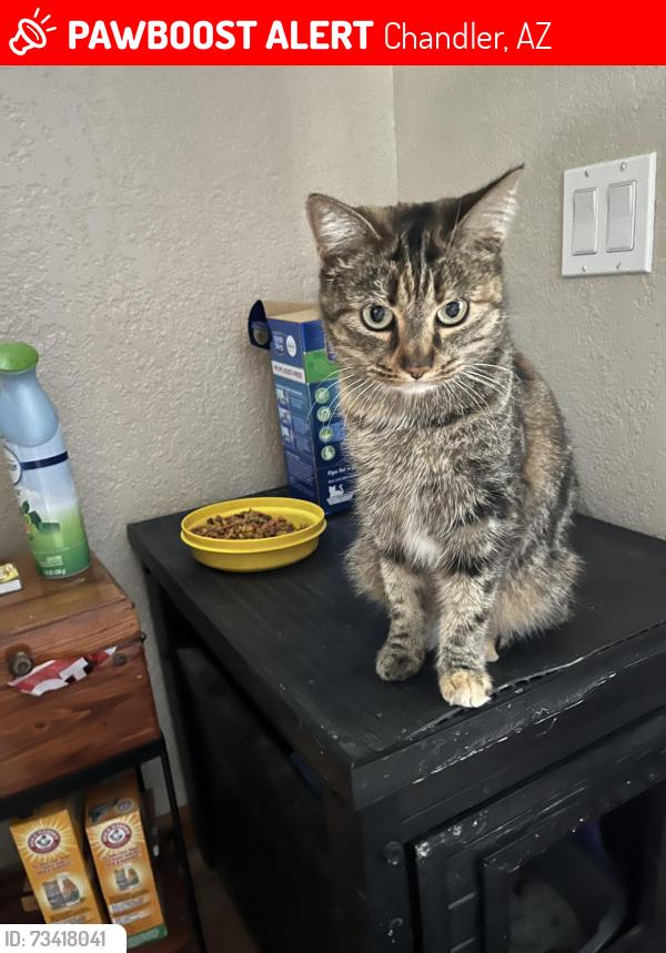 Lost Female Cat last seen Elliot, alma school, arizona ave, warner, Chandler, AZ 85225