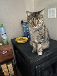Lost Female Cat last seen Elliot, alma school, arizona ave, warner, Chandler, AZ 85225