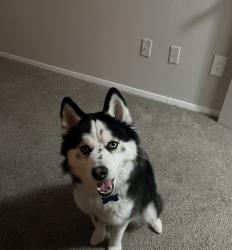 Lost Female Dog last seen Dekalb county, GA, DeKalb County, GA 30021