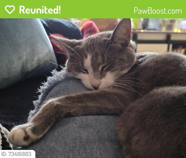 Reunited Female Cat last seen The Reserve neighborhood, Maple Tree and Snowhill Rd, Chuluota, FL 32766