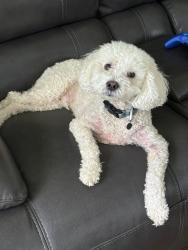 Reunited Male Dog last seen Singleton Rd and Singleton Valley Cir, Norcross, GA 30093