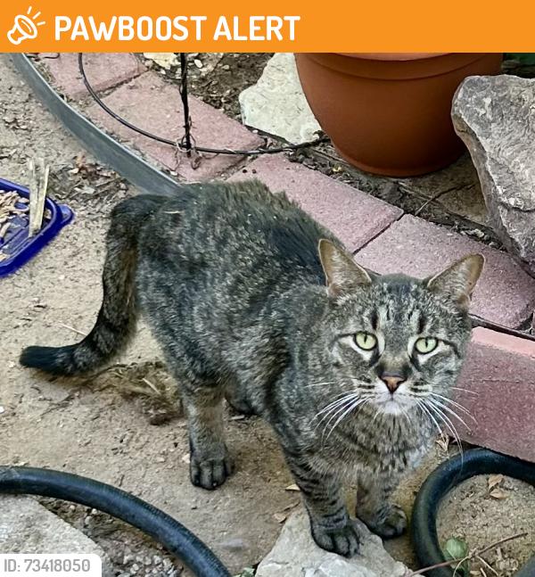 Found/Stray Unknown Cat last seen Frost Dr. and Henley, Colorado Springs, CO 80916