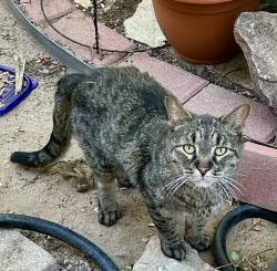 Found/Stray Unknown Cat last seen Frost Dr. and Henley, Colorado Springs, CO 80916