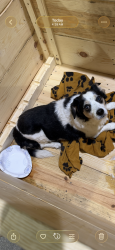 Found/Stray Unknown Dog last seen HWY OO, Franklin, WI 53130