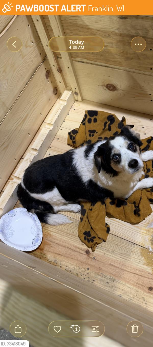 Found/Stray Unknown Dog last seen HWY OO, Franklin, WI 53130