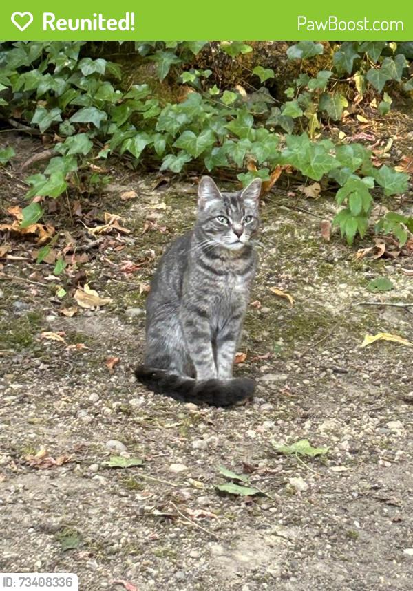 Reunited Female Cat last seen Sidney and Tremont, Port Orchard, WA 98366