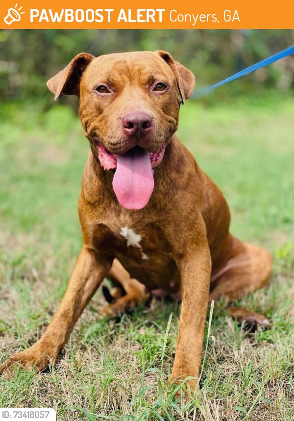 Found/Stray Unknown Dog last seen Located at Rockdale County Animal Service, 1506 Rockbridge Road, Conyers, GA 30012, Conyers, GA 30012