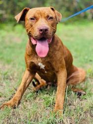 Found/Stray Unknown Dog last seen Located at Rockdale County Animal Service, 1506 Rockbridge Road, Conyers, GA 30012, Conyers, GA 30012