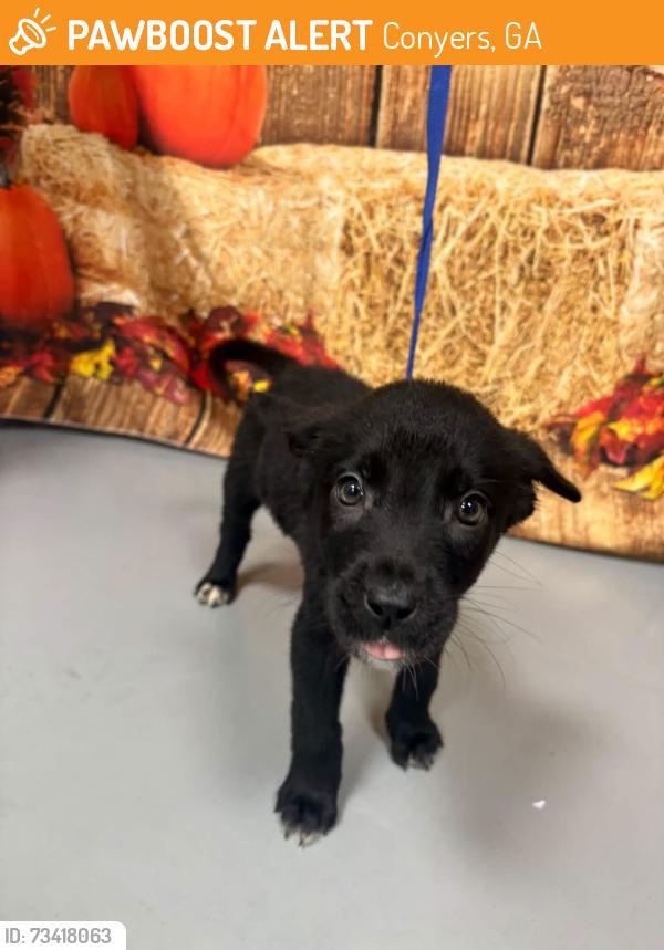 Found/Stray Unknown Dog last seen Located at Rockdale County Animal Service, 1506 Rockbridge Road, Conyers, GA 30012, Conyers, GA 30012