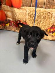 Found/Stray Unknown Dog last seen Located at Rockdale County Animal Service, 1506 Rockbridge Road, Conyers, GA 30012, Conyers, GA 30012