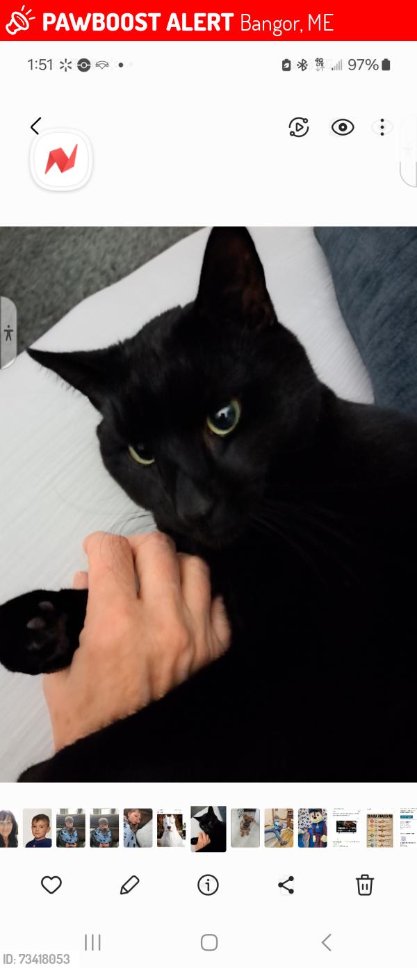 Lost Male Cat last seen Main Street, Bangor, ME 04401