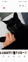 Lost Male Cat last seen Main Street, Bangor, ME 04401
