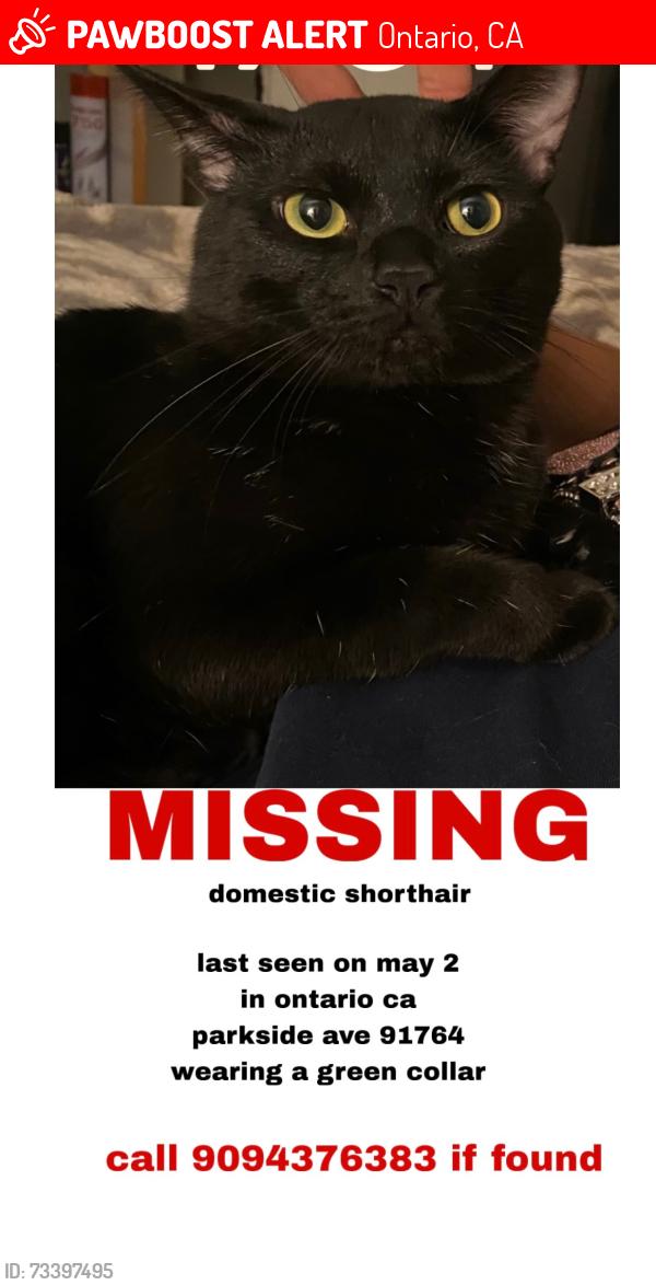 Lost Male Cat last seen N Parkside dr. And Dst, Ontario, CA 91764