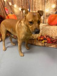Reunited Unknown Dog last seen Located at Rockdale County Animal Service, 1506 Rockbridge Road, Conyers, GA 30012, Conyers, GA 30012