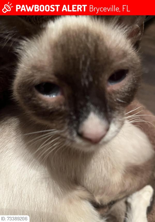 Lost Female Cat last seen Eastwood, Bryceville, FL 32009
