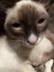Lost Female Cat last seen Eastwood, Bryceville, FL 32009